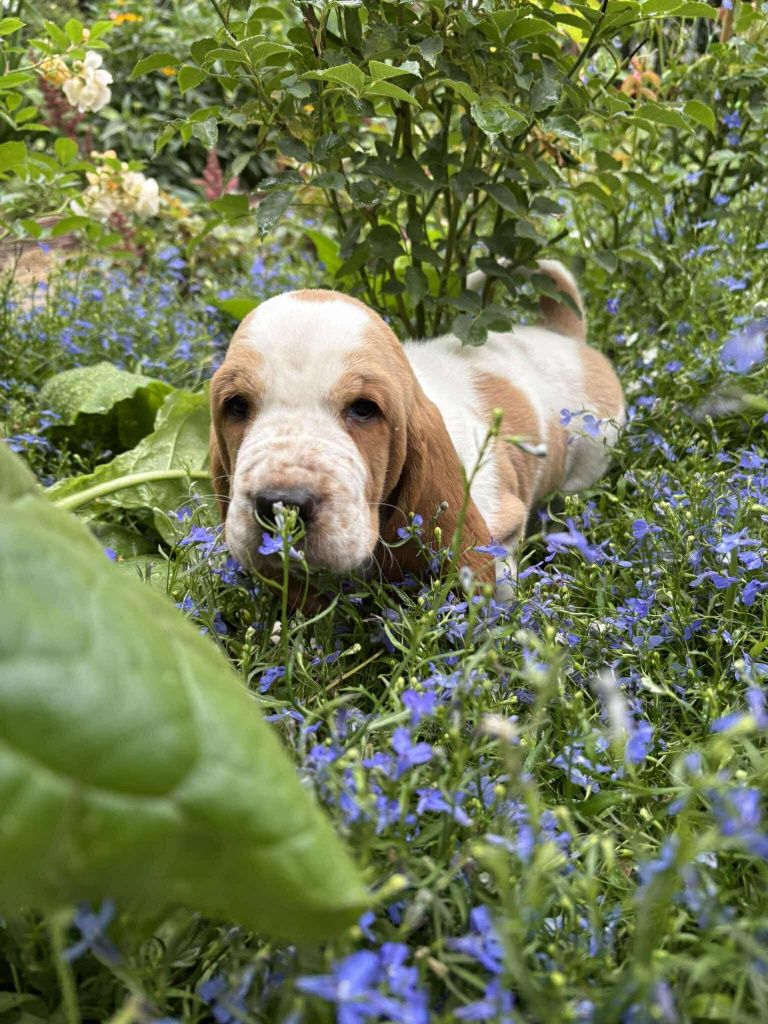 Piesek Basset Hound FCI o imieniu Argon bicolor - zarezerwowany.