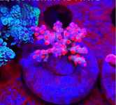 Akwarium morskie Cyphastrea decadia JF Pink Branching