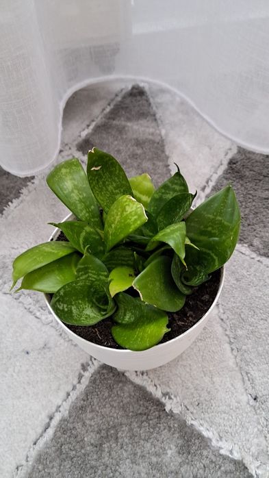 Sanseveria 6 sadzonek