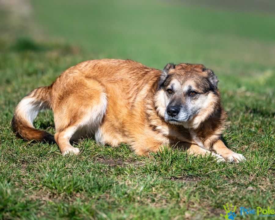 Parker - nieśmiały, wystraszony, łagodny psiak SCHRONISKO