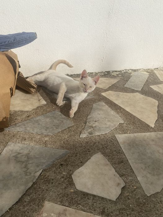 Gatinhos para adoção responsável