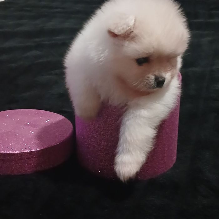 Щенки помернского шпица