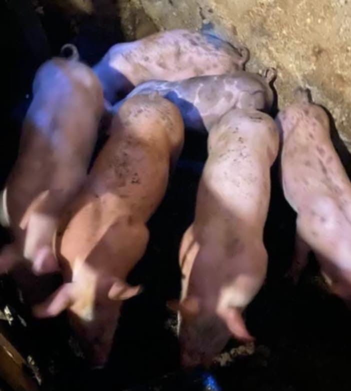 Vendo leitões boa raça ,faço intrega