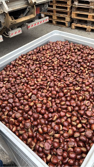Castanhas de Trás-os-Montes