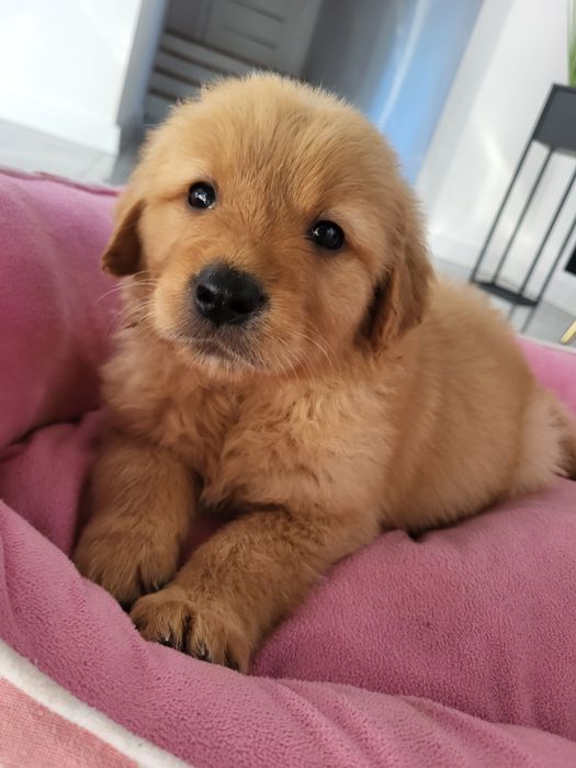 Golden retriever ciemno złote