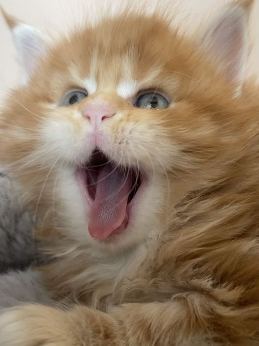 Maine Coon - RED TABBY (com LOP)