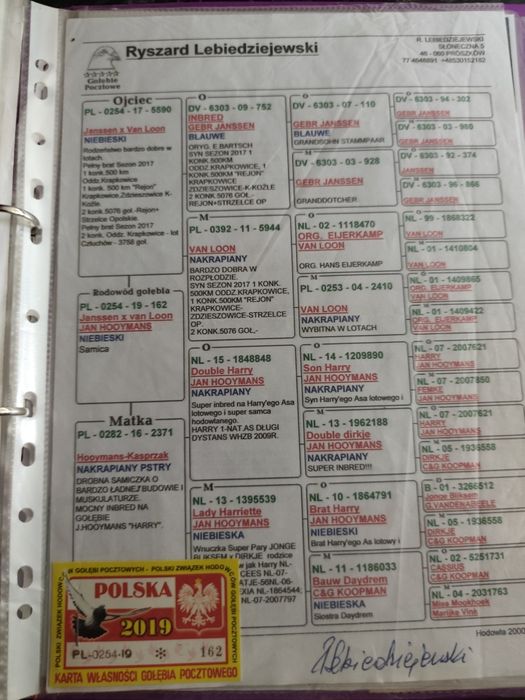 Gołębie pocztowe