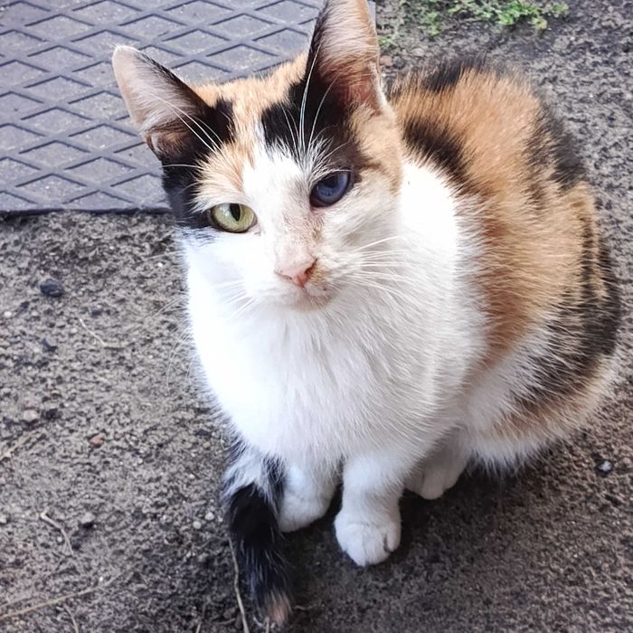 Młodziutka trikolorka szuka nowego domu po śmierci swojego Pana