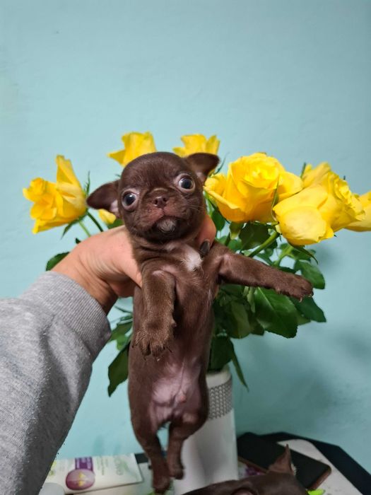 Chihuahua mini czekoladowy z rodowodem