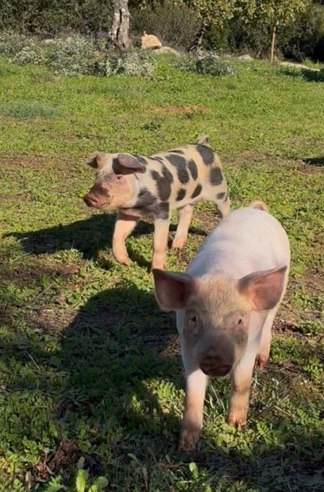 Casal de leitão boa raça!