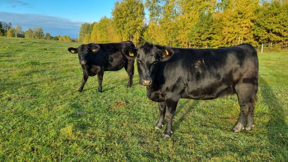 Jałówki  Angus czarny 100% do – PZHiPBM – własna hodowla

Sprzedam