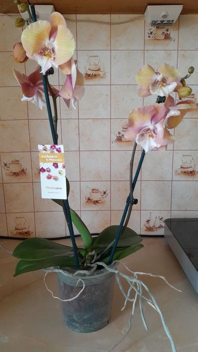 Орхидея сортовая, биг липы