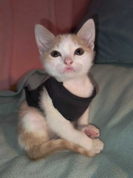 Котик шукає люблячу родину!