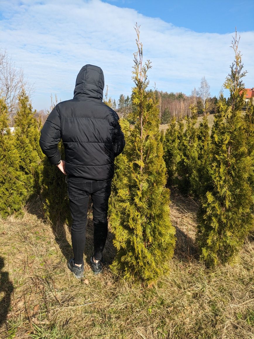 Tuja szmaragd - różne wielkości