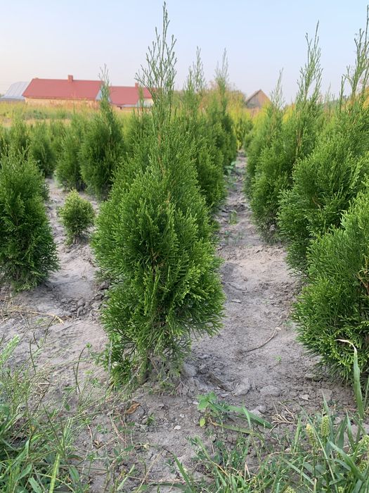 Туя Смарагд Брабант Колумна Кипарисовик