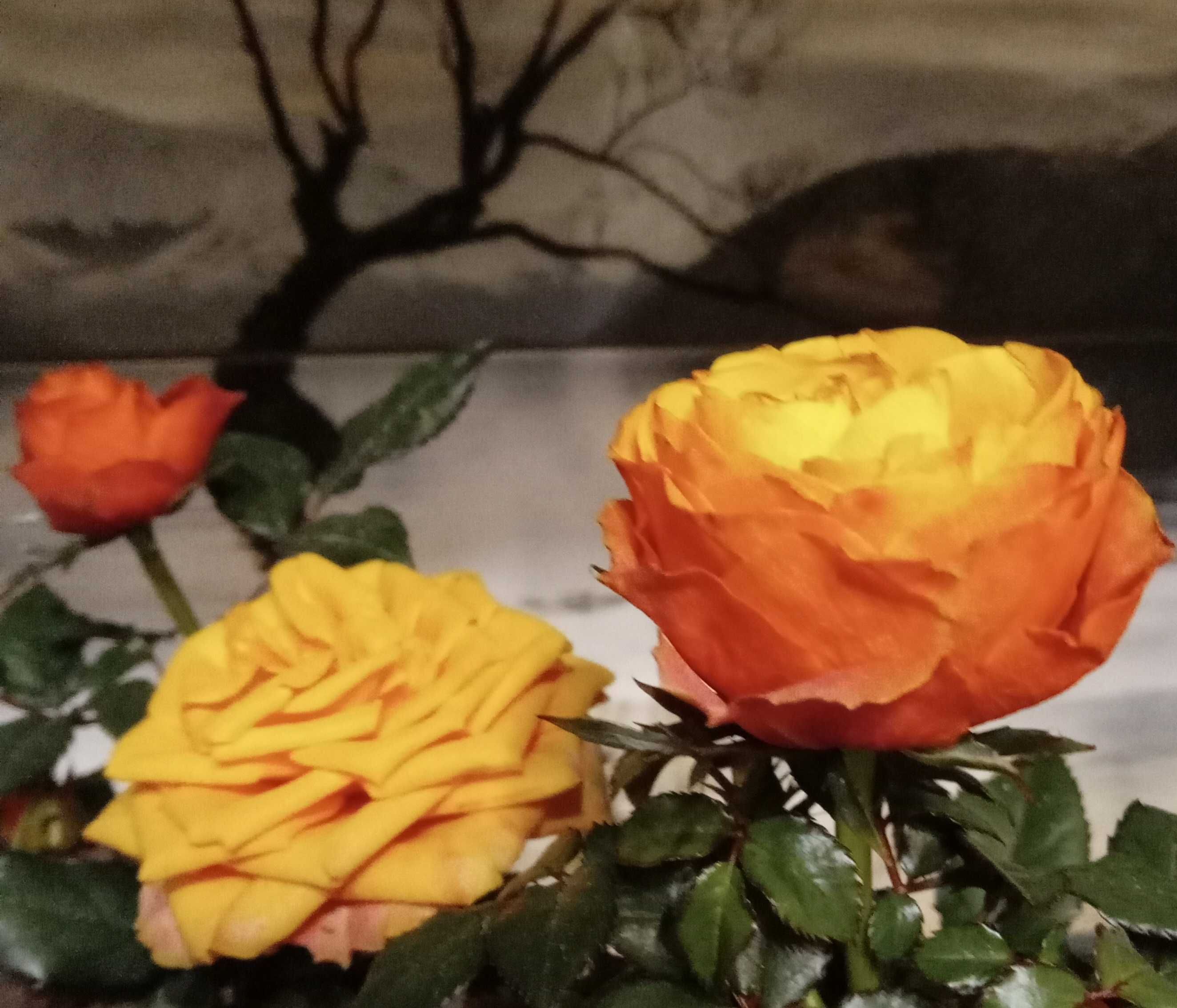 Комнатная роза ОГОНЁК троянда домашняя растения комнатные