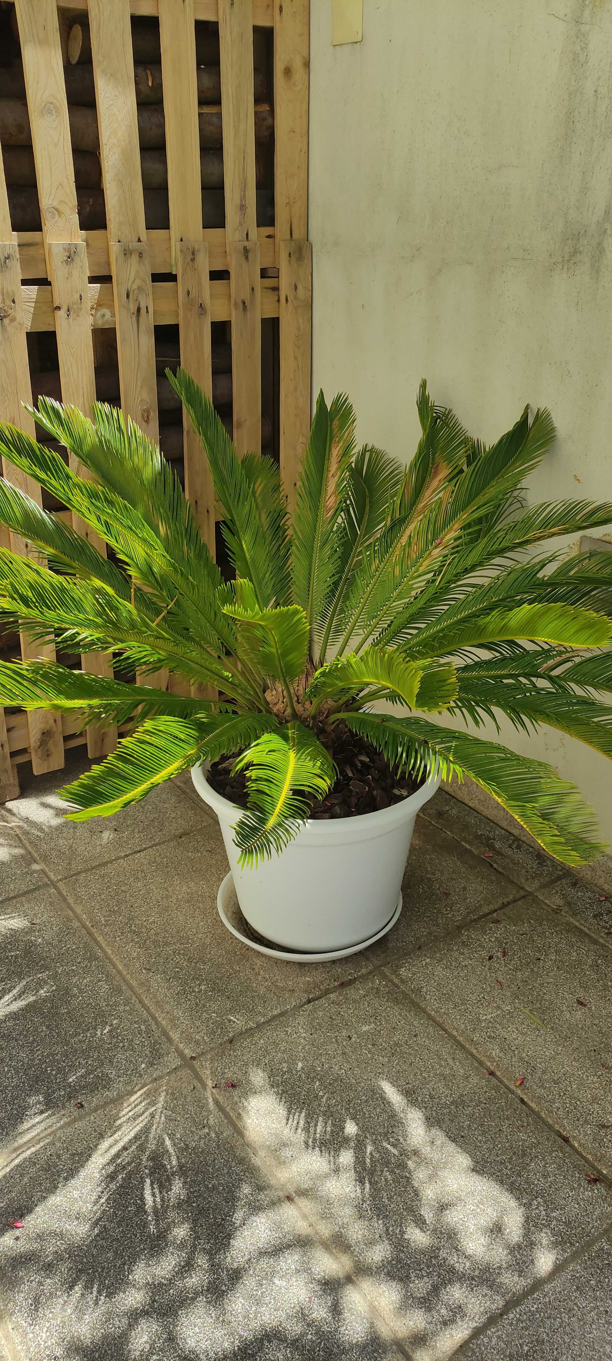 Cyca revoluta grande