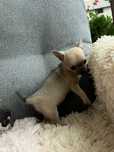 Chihuahua malenka suczka do odbioru