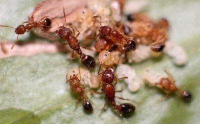 муравьи тетрамориум бикаринатум
