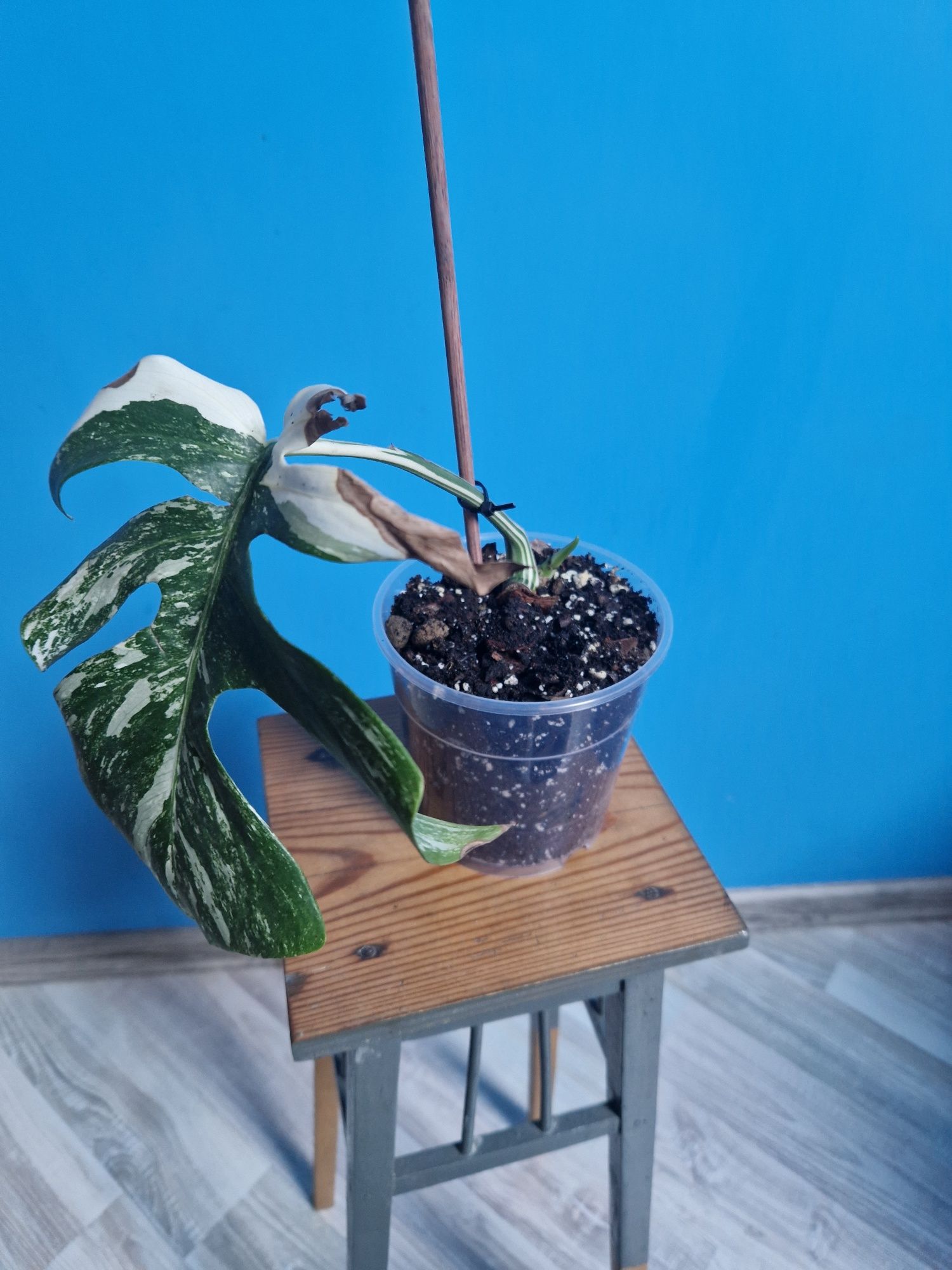 Monstera Variegata 6 sztuk