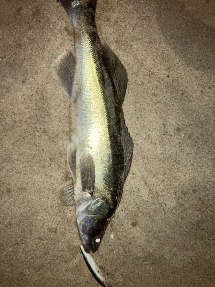 Woblery z balsy kopia Salmo Sting