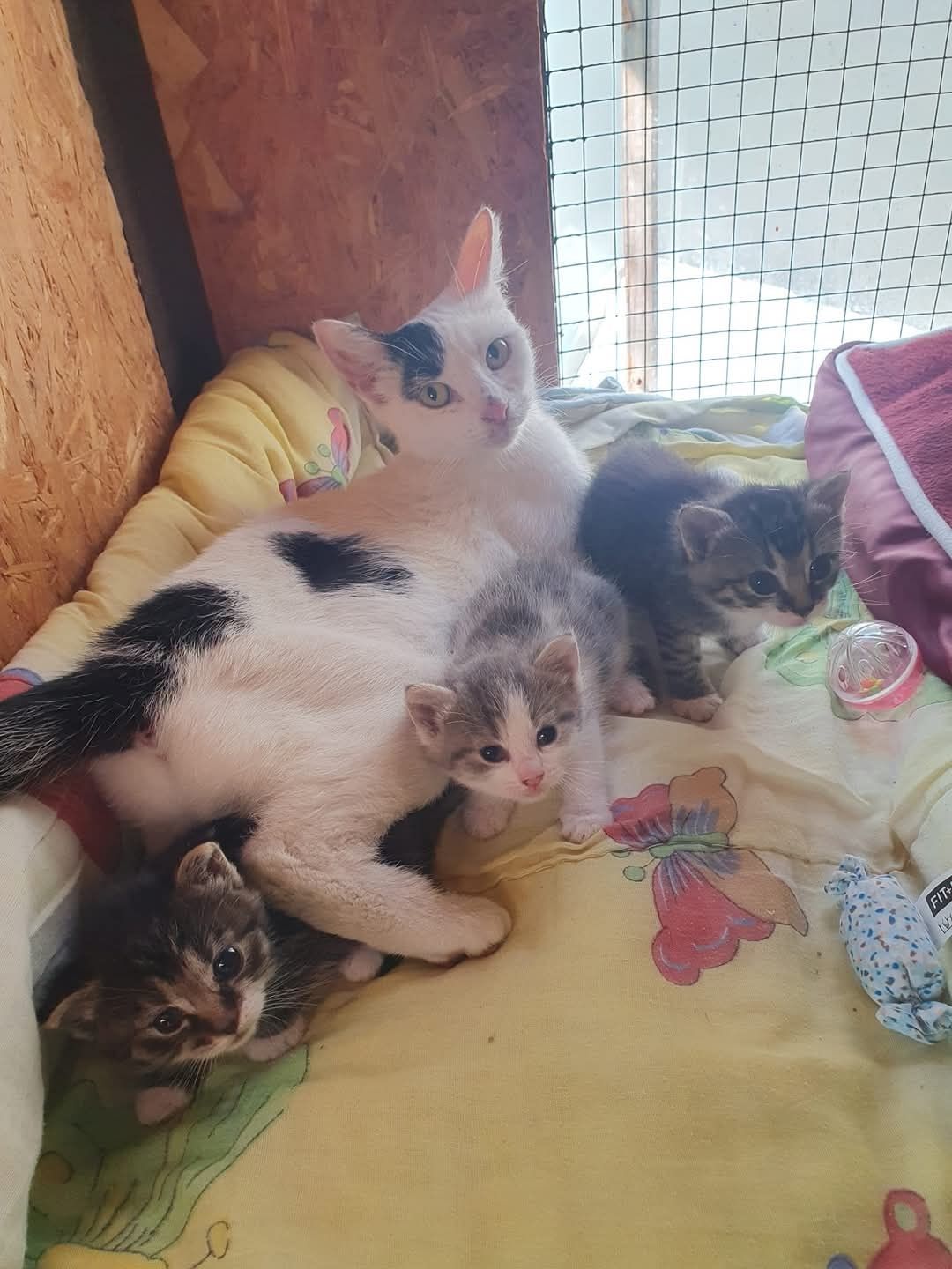 Piękna biała kotka Chałka do adopcji!