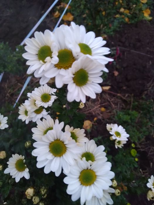 Продам хризантему, Кантрі, зелена