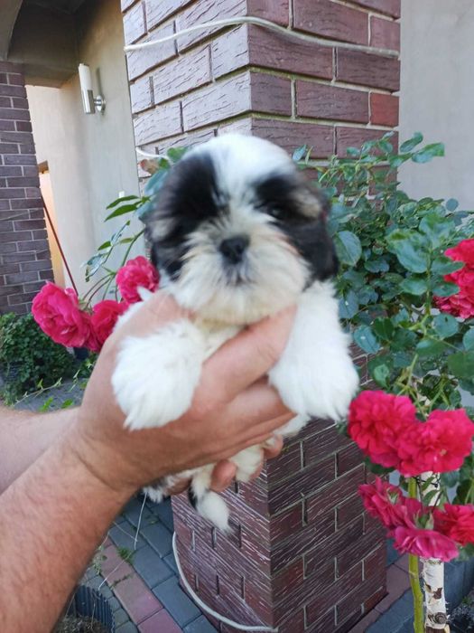 Shihtzu szczeniak