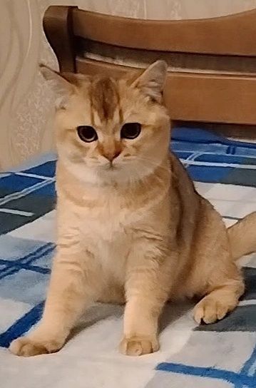 Шотландский мальчик. Золотой красавчик!