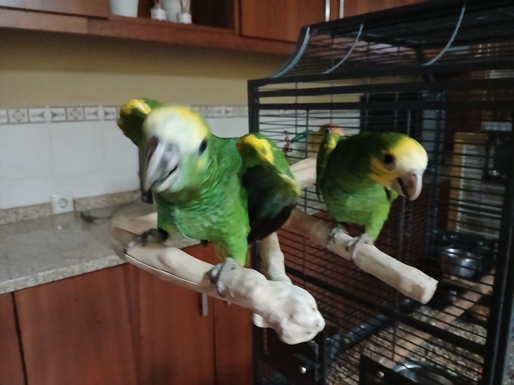Casal de Amazonas Barbadensis