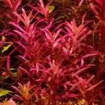 Rotala blood Red SG Singapore