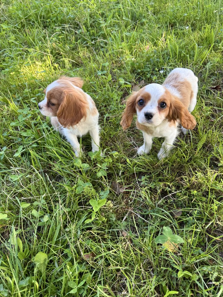 Cavalier king charles spaniel