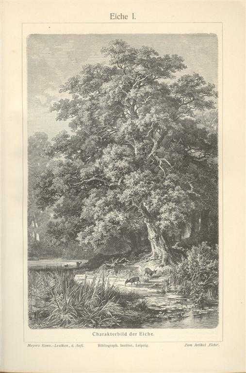 Las - Drzewa  oryginalne XIX w. grafiki