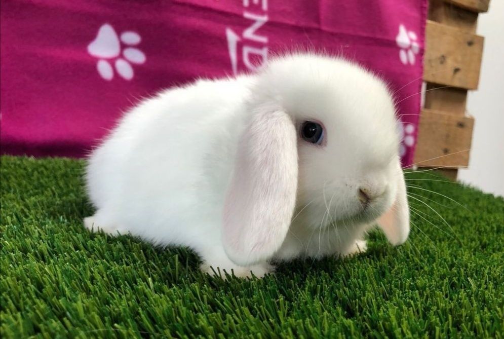 KIT Coelhos anões orelhudos, mini lop super inteligentes e dóceis