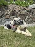 Pies blue merle border collie