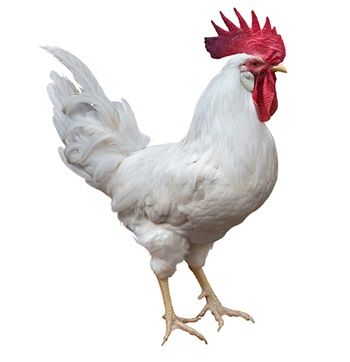 KURY Nioski leghorn Z Jajkiem Toszek