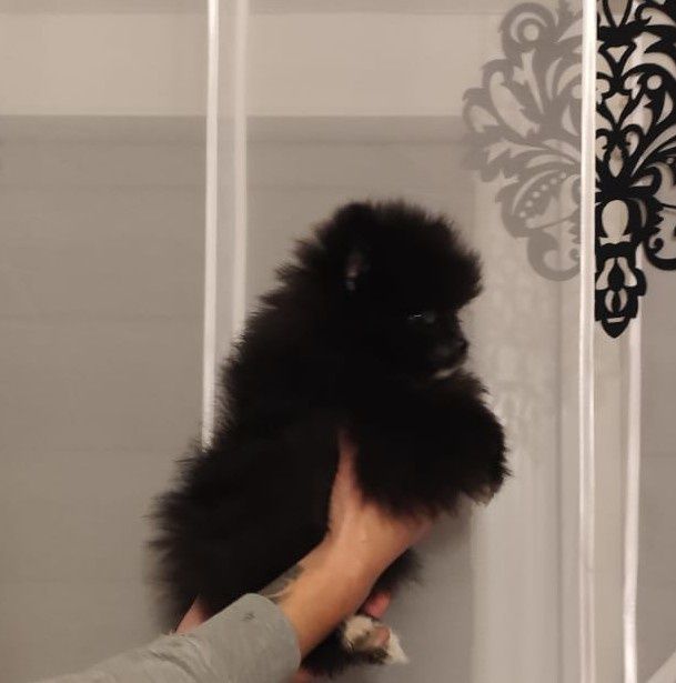 Szpic miniaturowy suczka