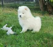 Piesek//Samoyed//