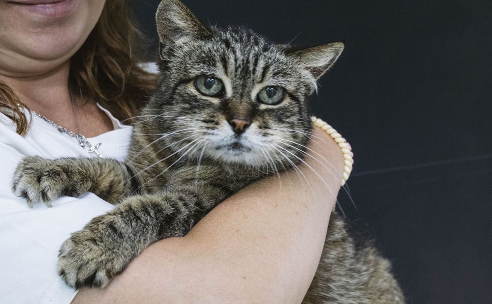 Киця, красива кішка