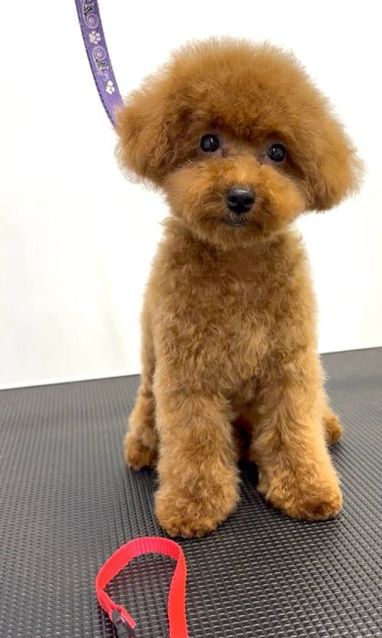 Пудель red дівчинка, маленька