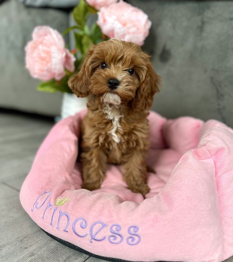 Cavapoo suczka gotowa do odbioru -cavalier & pudel