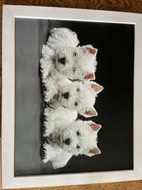 Obraz 46x56 West highland white terrier