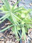 Planta que elimina as toupeiras