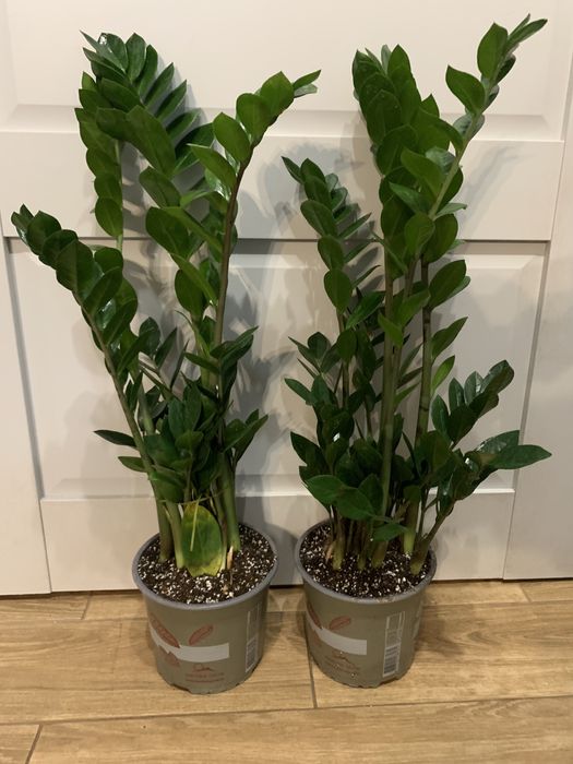 Заміокулькас  на подарок вис 90 мм