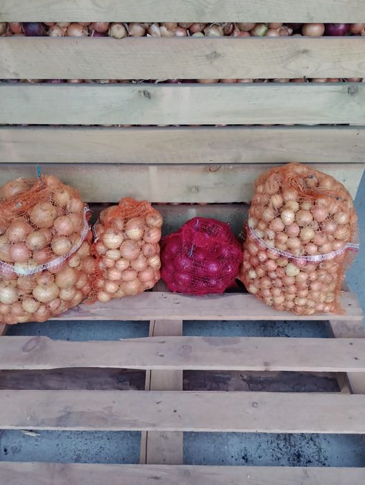 Sprzedam cebulę żółta i czerwoną