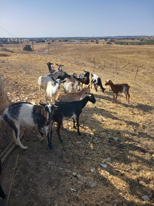 Cabras para venda