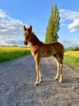 American Paint Horse ogier