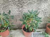 Árvore de jardim Pittosporum Tobira