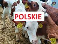 Cieleta Jałówki Polskie