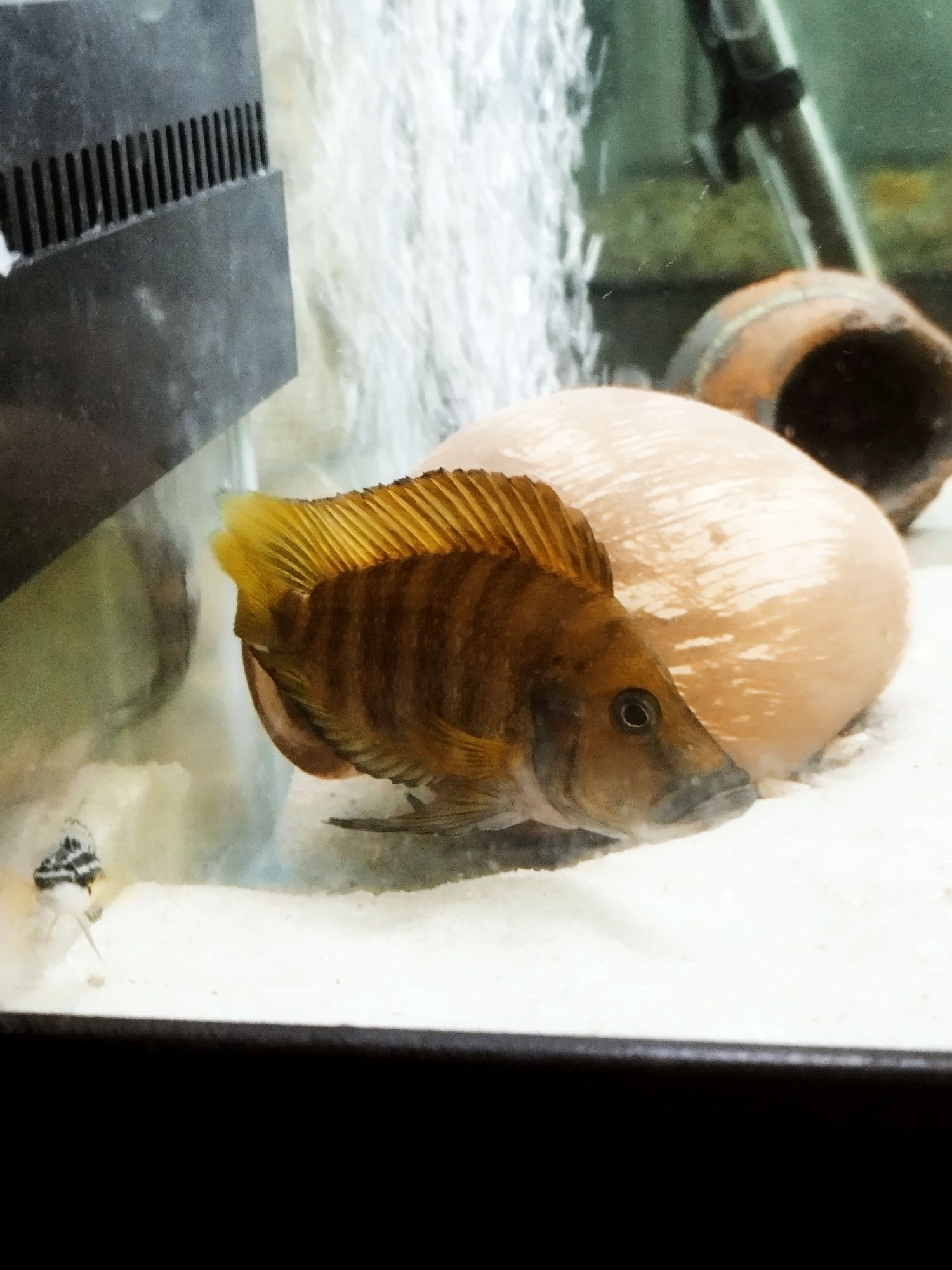 Altolamprologus compressiceps fire fin tanganika